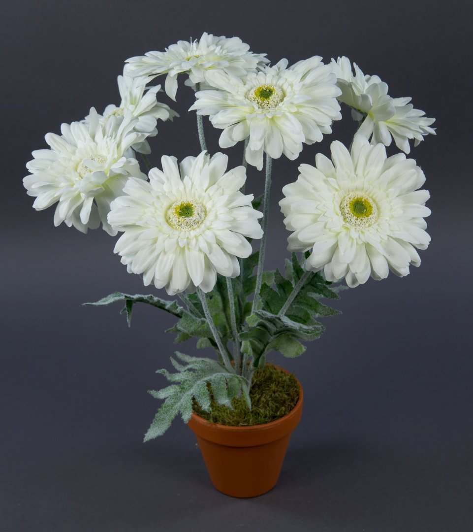 LM Pflanze Blumen im Kunstpflanzen Topf künstliche weiß Kunstblumen 45cm Gerbera