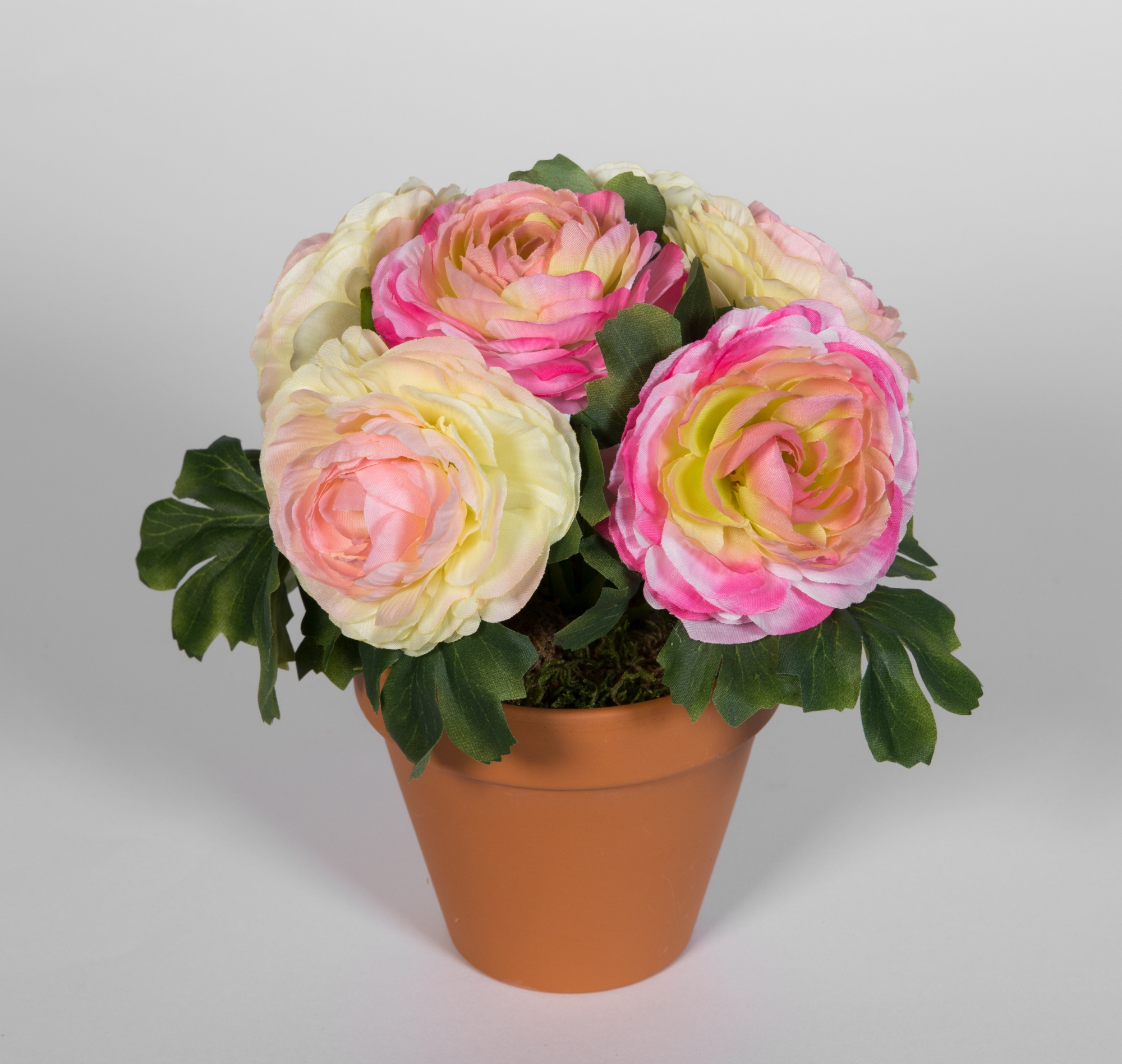 Ranunkel 22cm Topf LM im Pflanzen rosa-pink-creme Kunstblumen künstlichen Kunstpflanzen