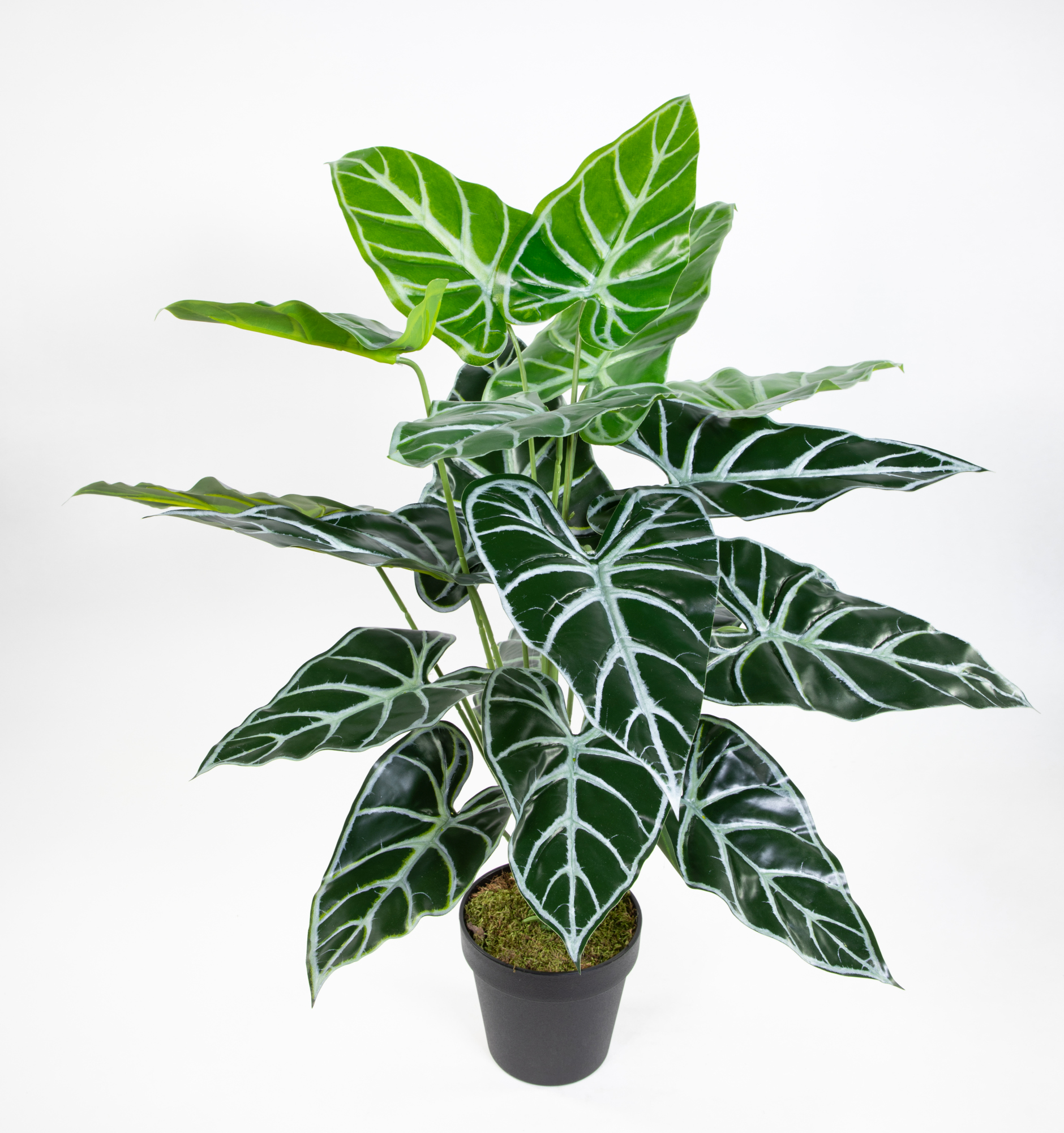 Black Taro Pflanze Real Touch 60cm im Topf ZJ Kunstpflanzen künstlice  Pflanzen Schwarzer Taro Colocasia | Kunstpflanzen