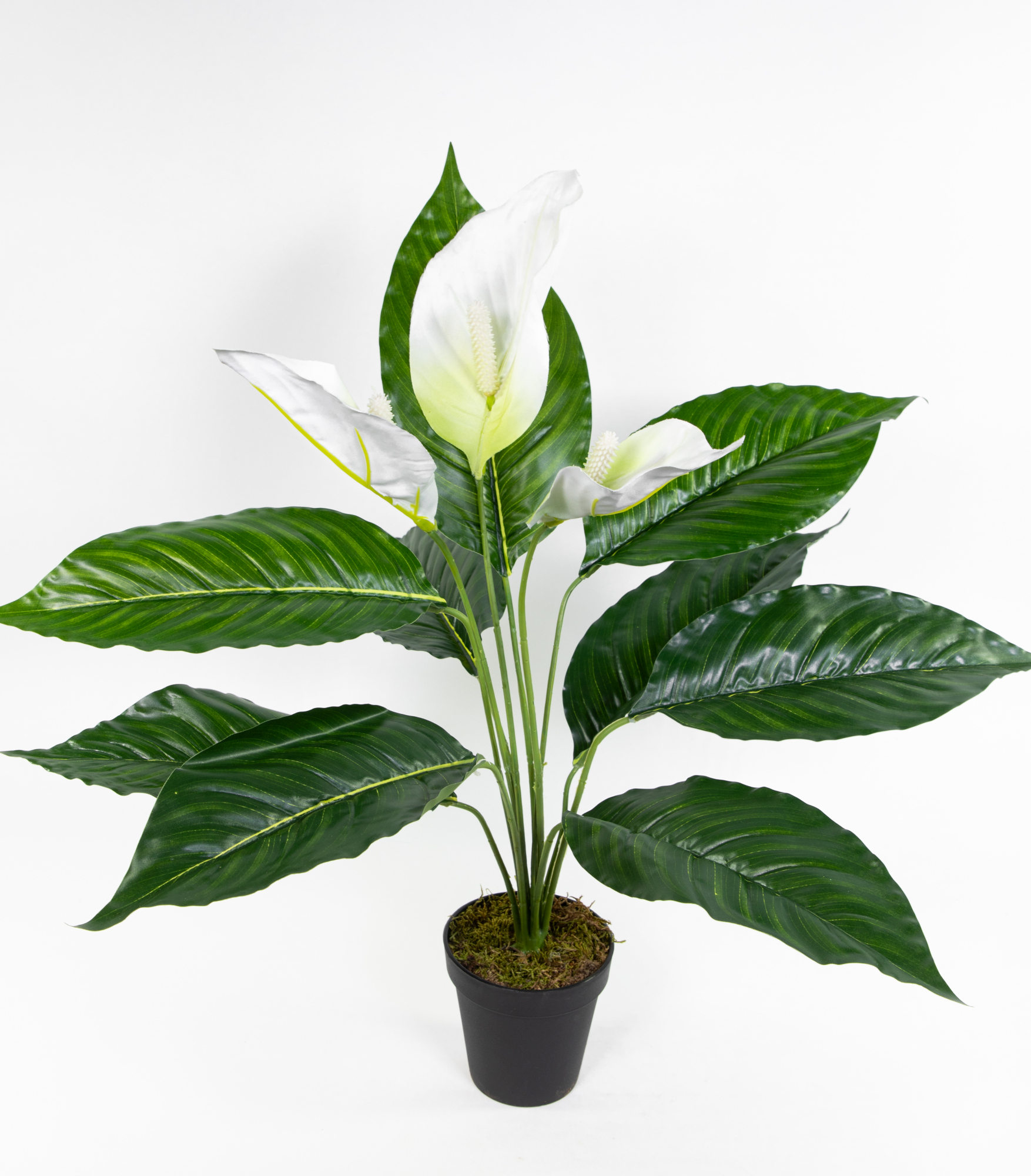 Spathiphyllum Real Touch 50cm mit 3 Blüten im Topf ZJ Kunstpflanzen künstliche Pflanzen