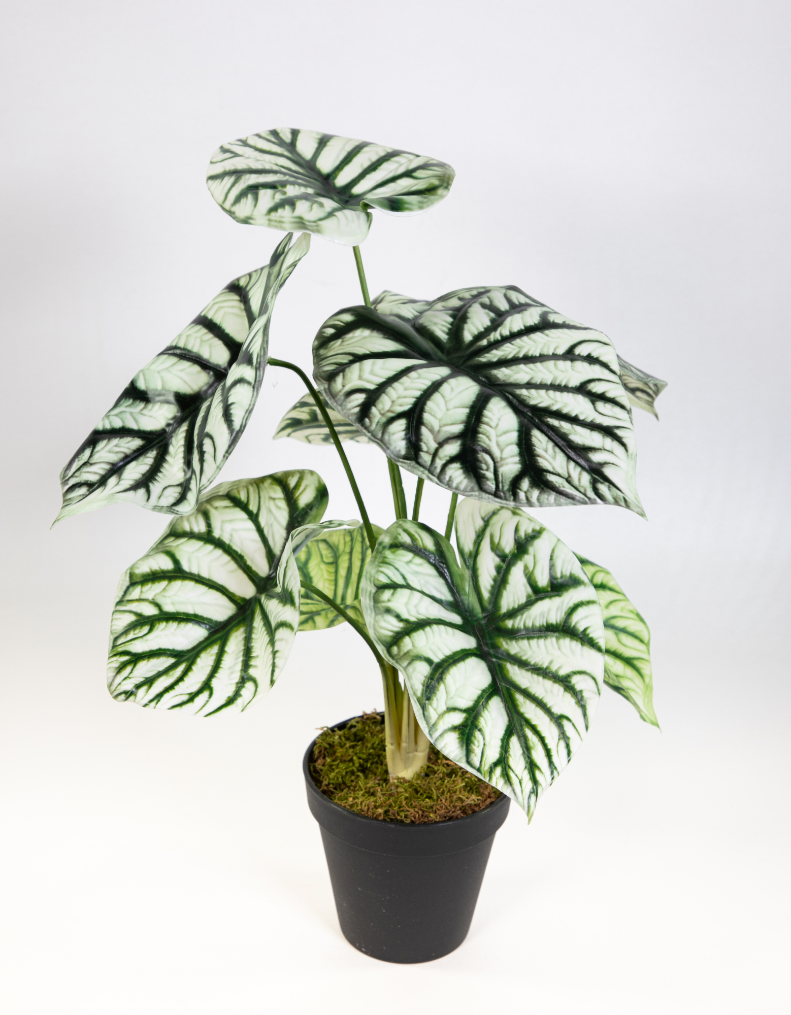 Alocasia Silver Dragon 42cm grün-weiß DP künstliche Pflanzen Kunstpflanzen Dekopflanzen Pfeilblatt