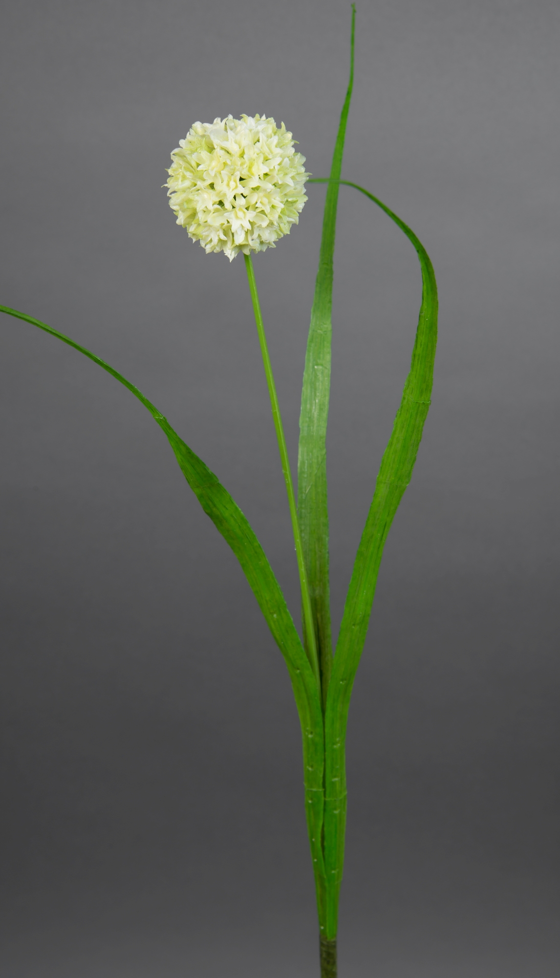 künstliche 42cm Blätter mit weiß-creme Alliumkugel FT Kunstblumen Allium Blumen