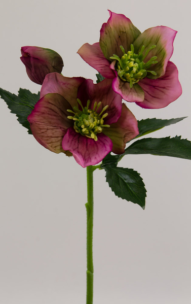 Christrose Natural rosa-pink 34cm DP Kunstblumen Seidenblumen künstliche Blumen Helleborus