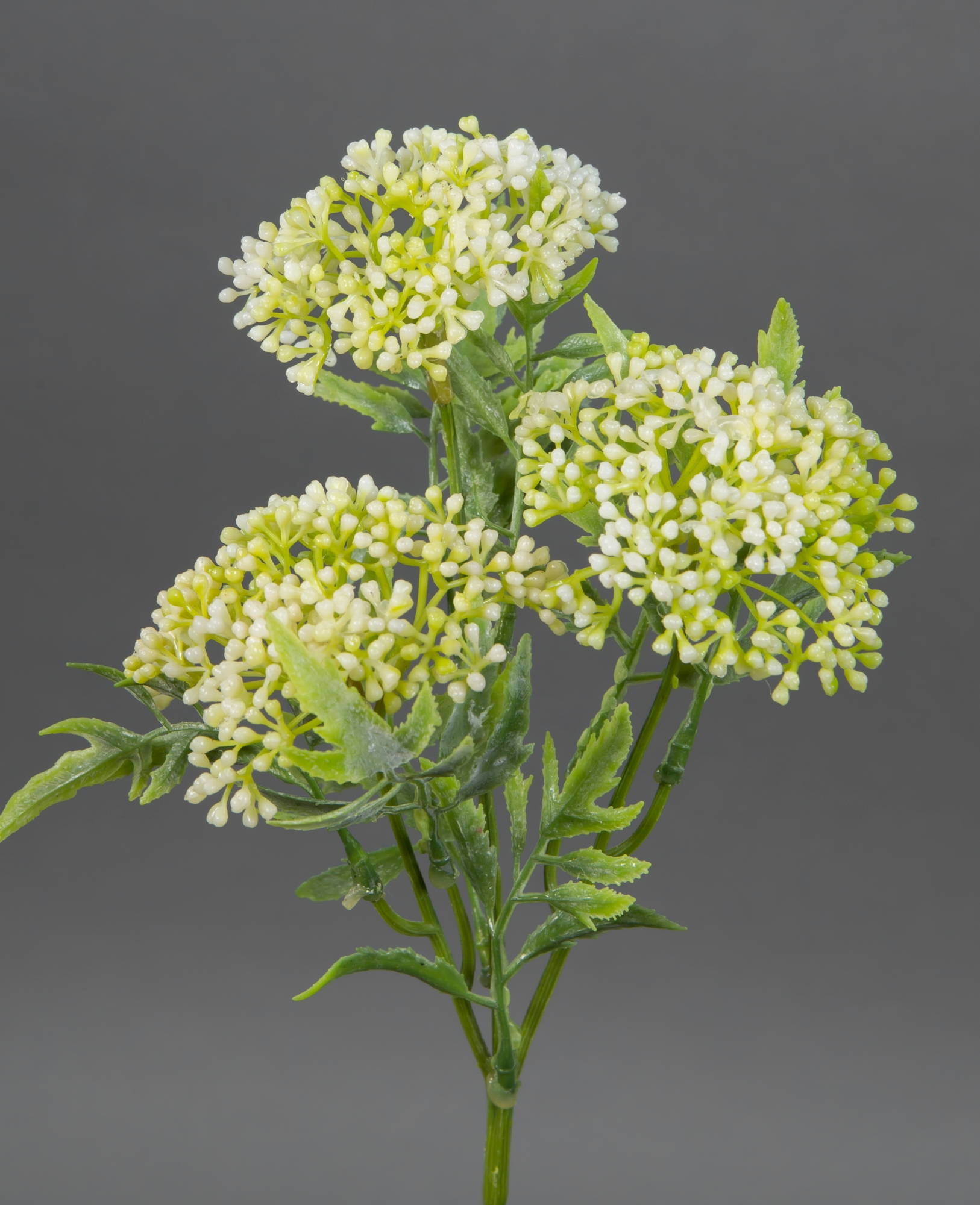 Skimmiabusch 25cm weiß-creme JA Kunstblumen künstliche Skimmia Blumen Kunstpflanzen