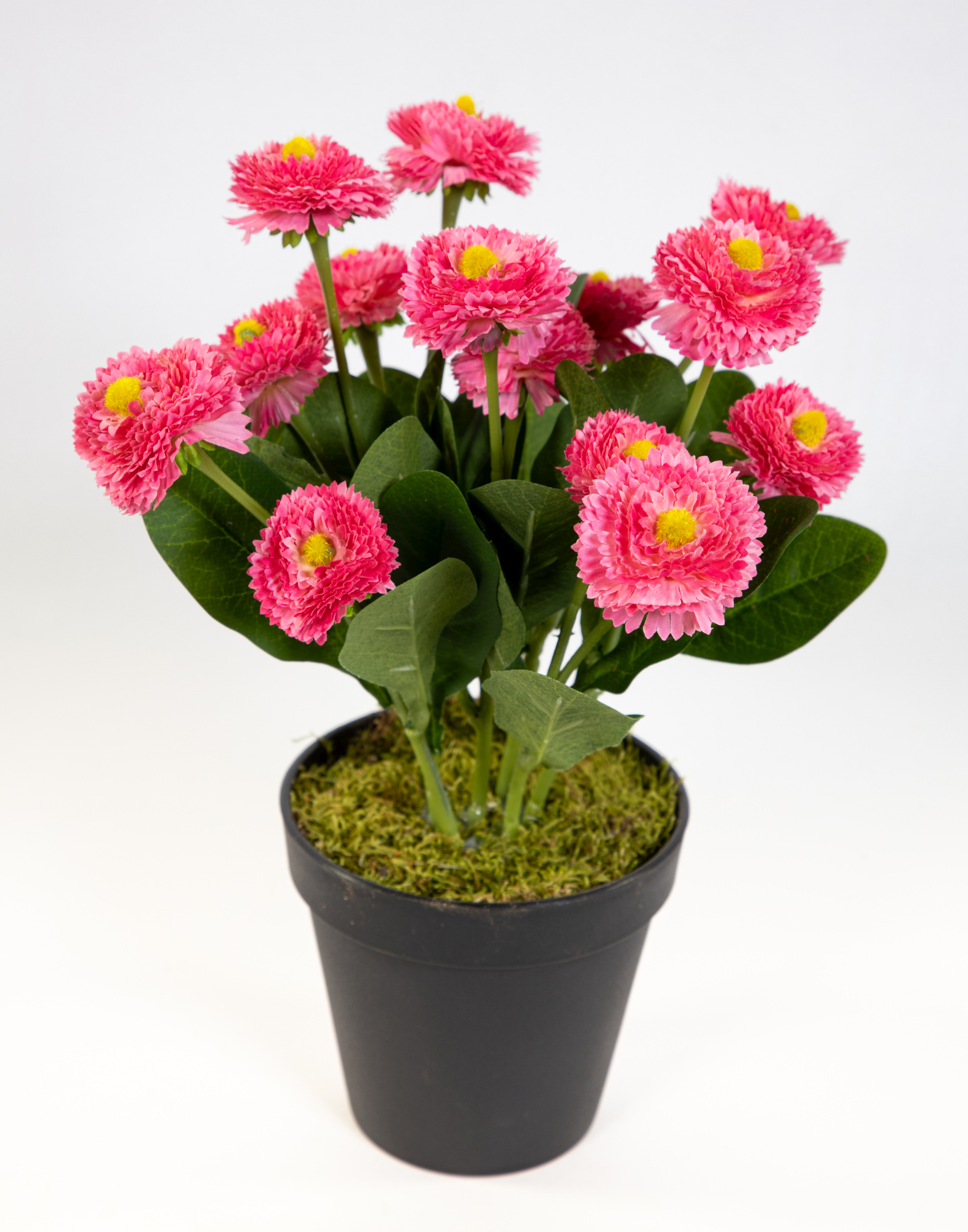 Bellispflanze / Bellis 28cm rosa-pink im Topf DP Kunstblumen künstliche Bellis Blumen Gänseblümchen