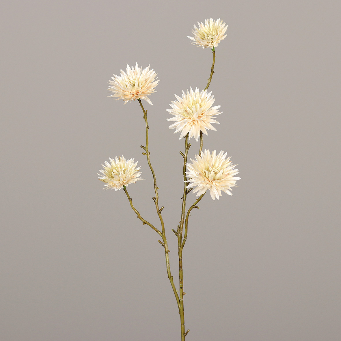 Strohblume 68cm weiß-creme DP Kunstblumen künstliche Blumen Strohblumenzweig