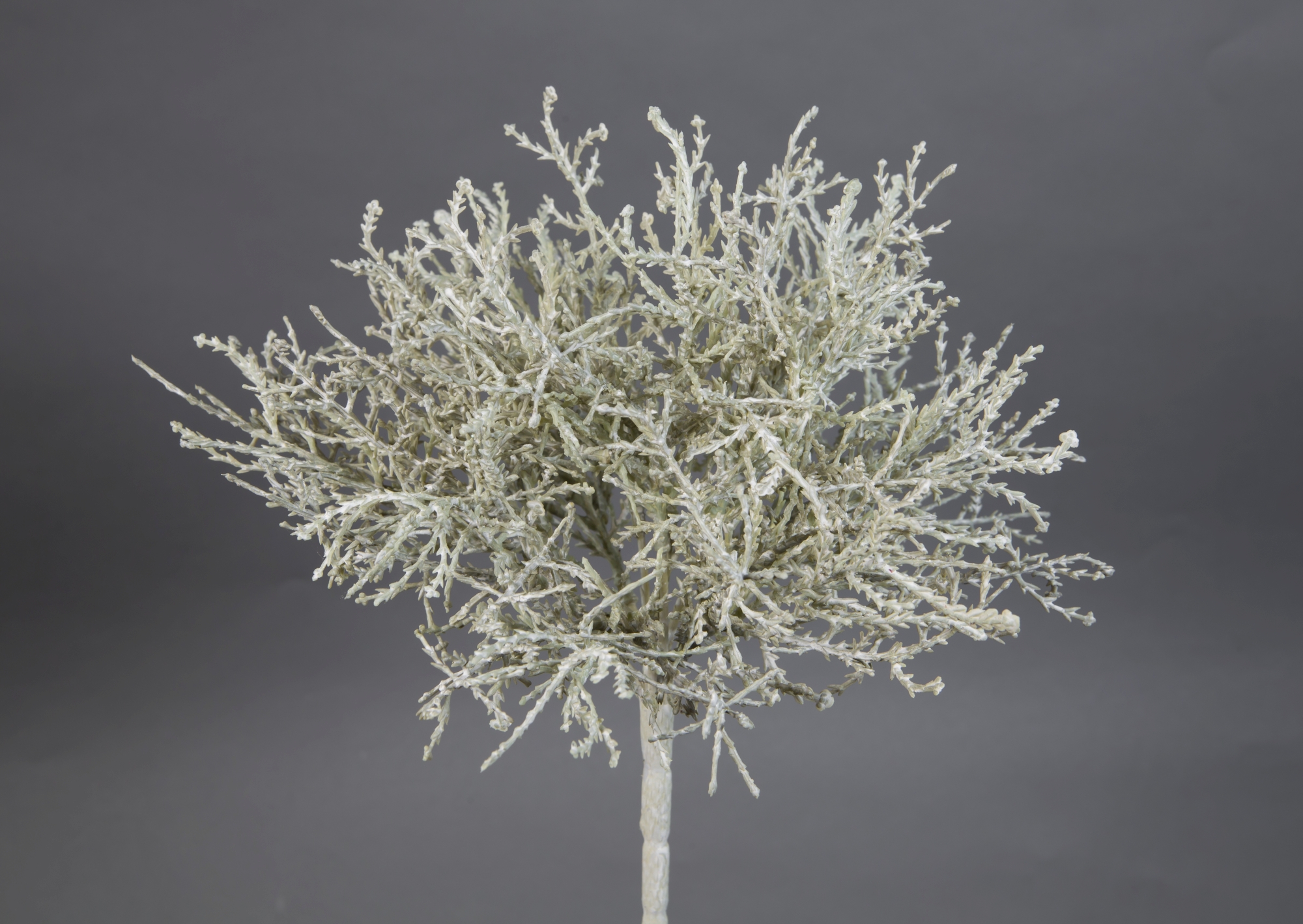 Calocephalus / Silberkörpchen 30cm silber-grau CG Kunstpflanzen künstliche Pflanzen Stacheldraht