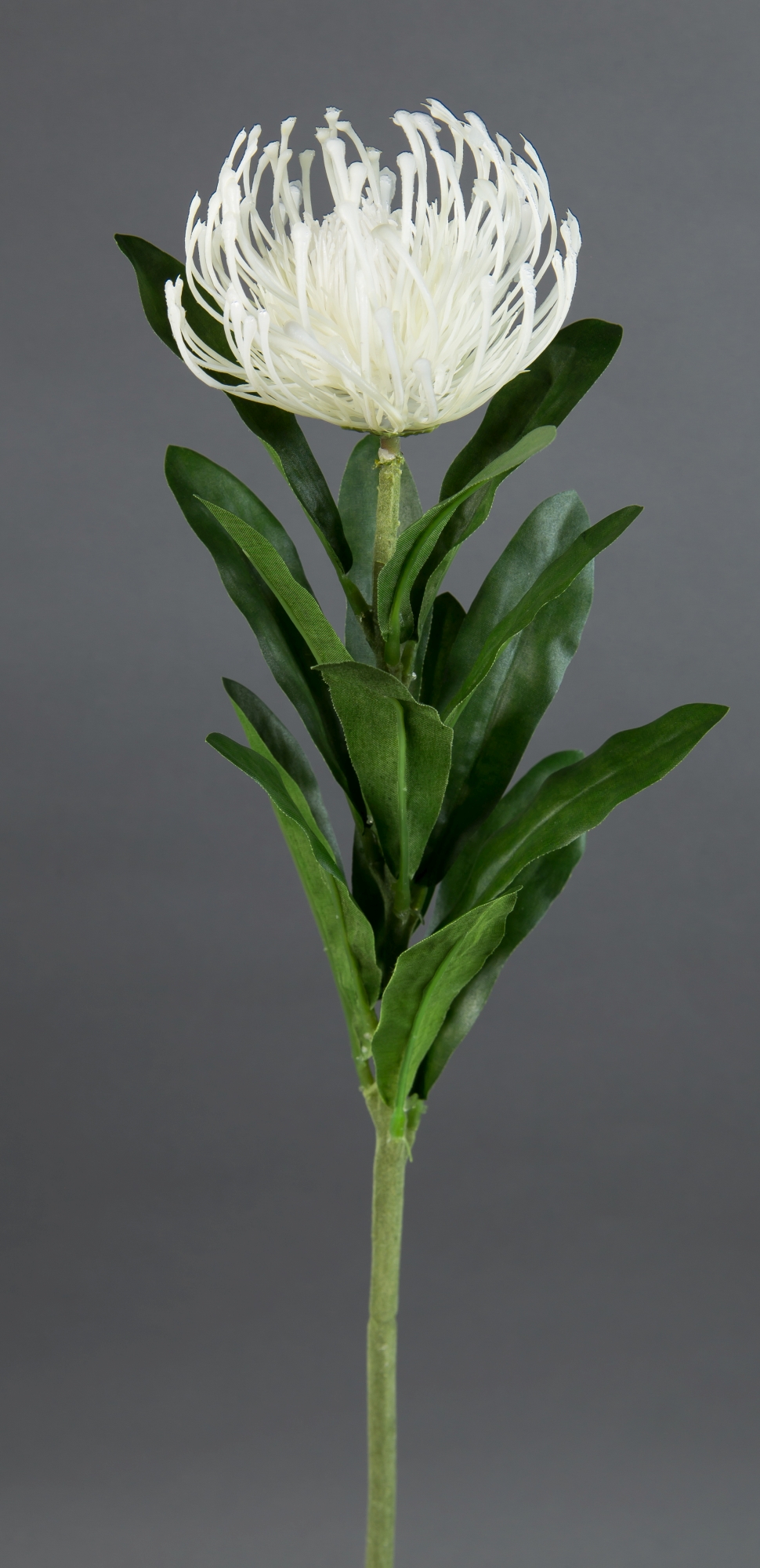 Nadelkissen-Protea Leucospermum Silberbaumgewächs 68cm weiß CG Kunstblumen künstliche Blumen