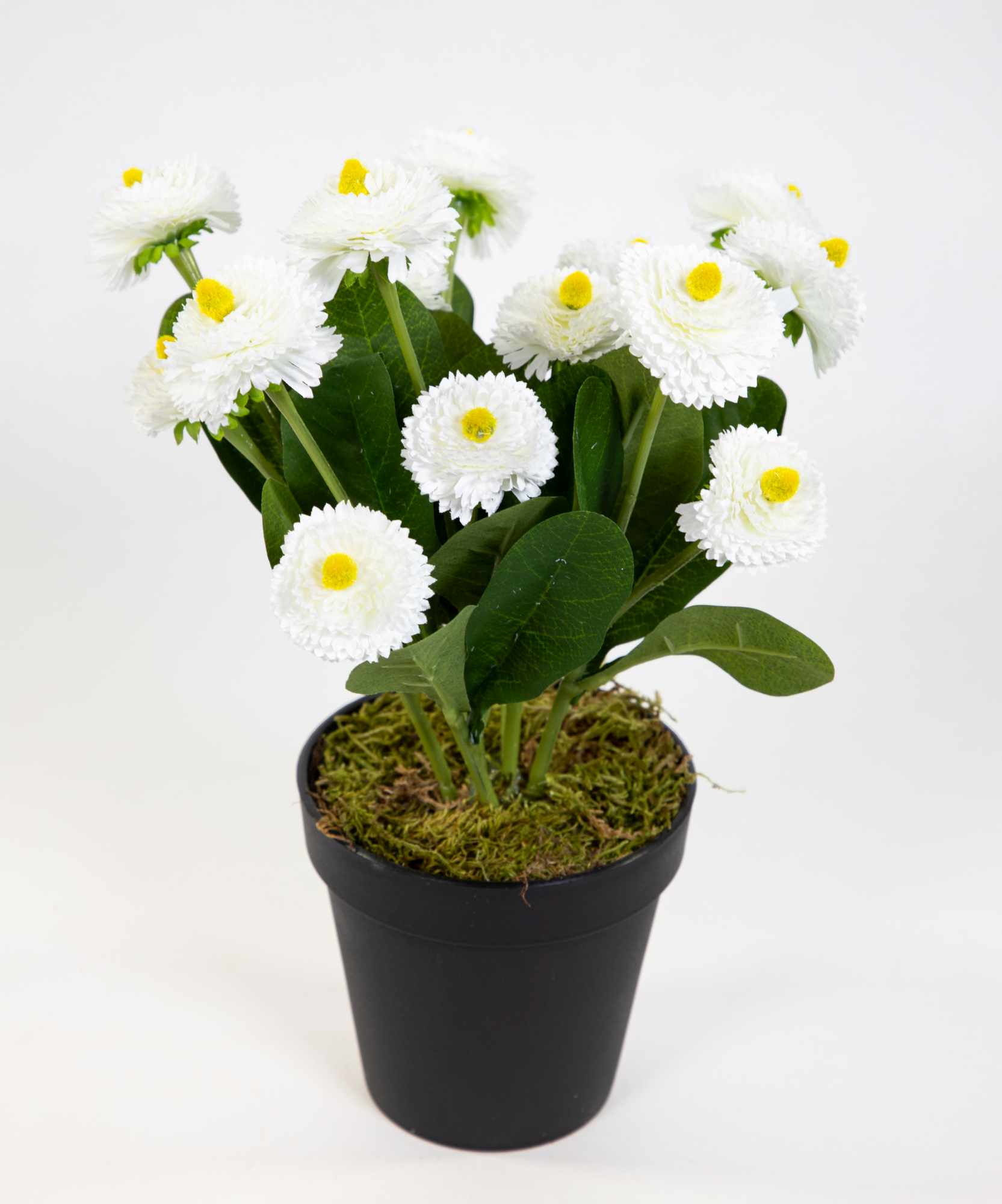 Bellispflanze / Bellis 28cm weiß im Topf DP Kunstblumen künstliche Bellis Blumen Gänseblümchen