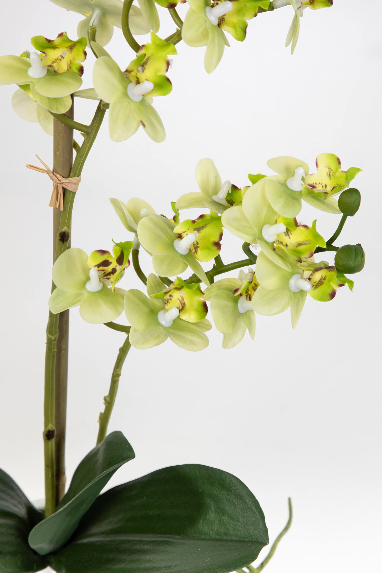Orchidee Real Touch 38x22cm grün Blumen künstliche GA in weißer Kunstblumen Keramikvase