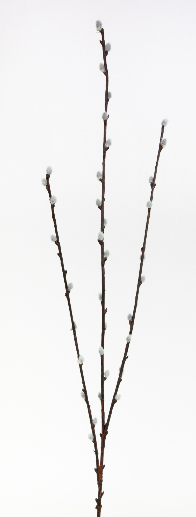 Weidenkätzchenzweig 75cm CG künstliche Weidenkätzchen Salix künstlicher Ast Palmkätzchen