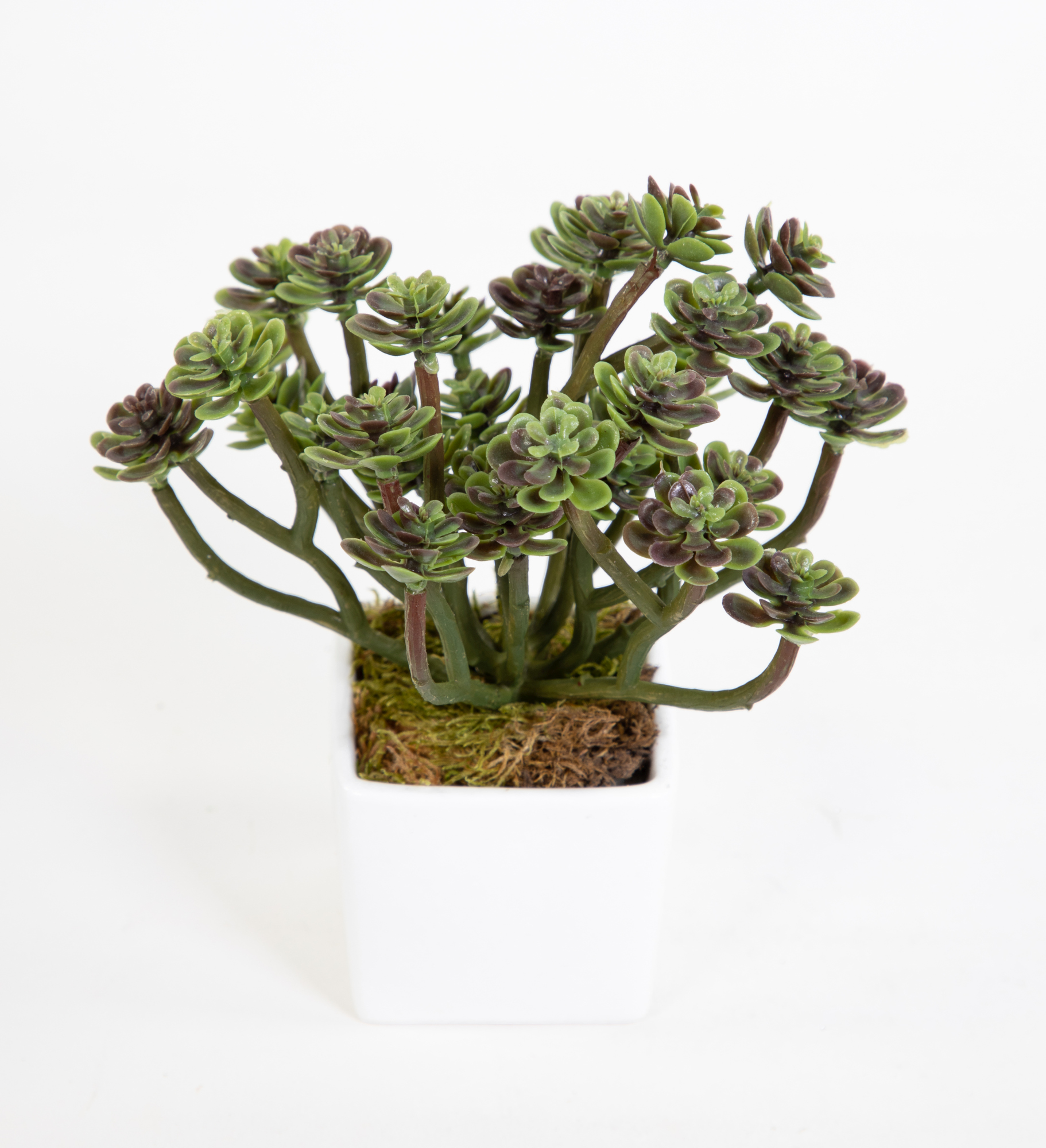 Sukkulente Sempervivum - Hauswurz im weißen Keramiktopf 16cm FI Kunstpflanzen künstliche Pflanzen
