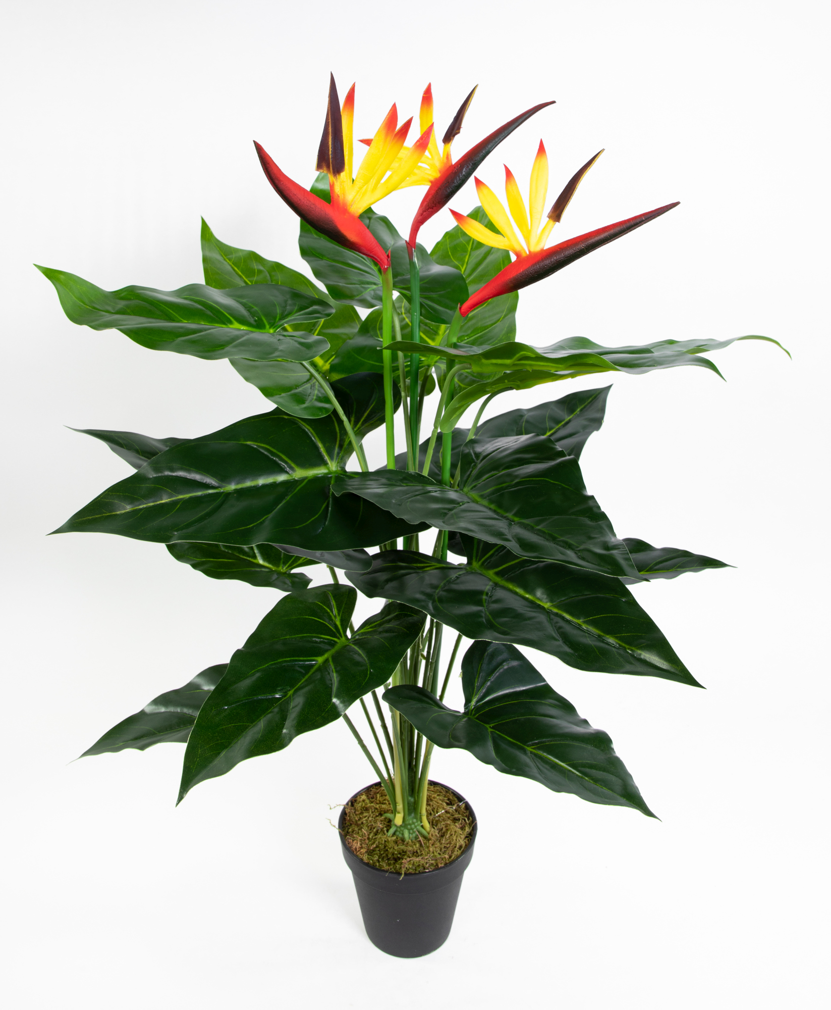 Strelitzie Real Touch Topf 70cm im ZJ Paradiesvogelblume künstliche Kunstblumen Strelitzienpflanze