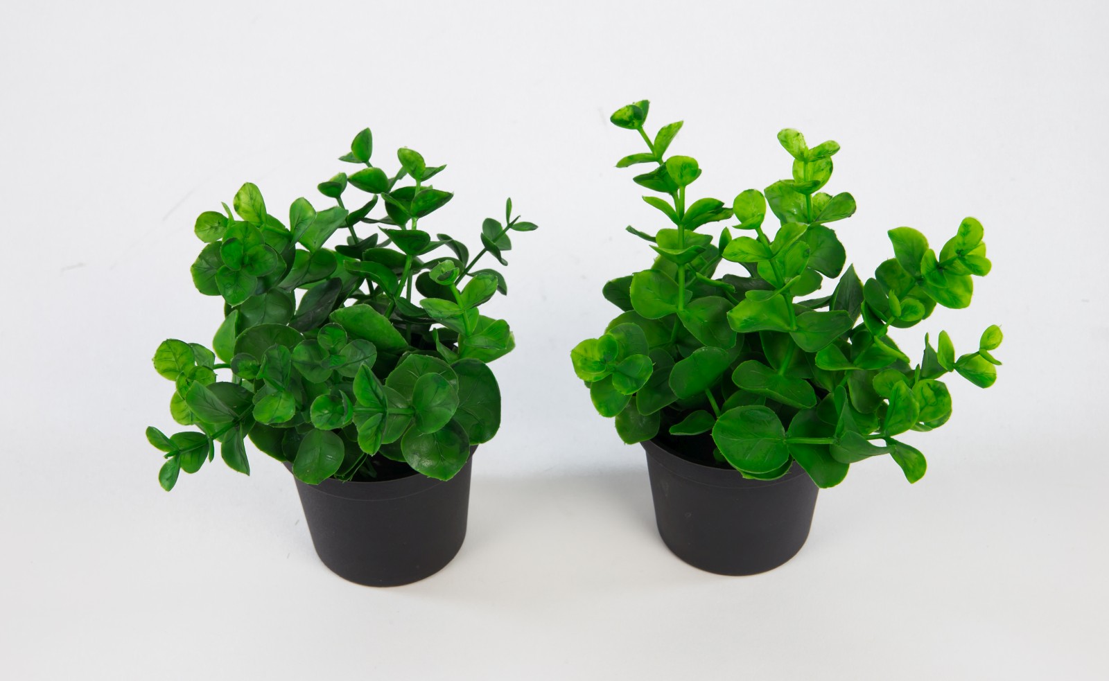 2 Stück Mini-Eukalyptus 13cm im Topf GA Kunstpflanzen künstliche Pflanzen Eukalyptus