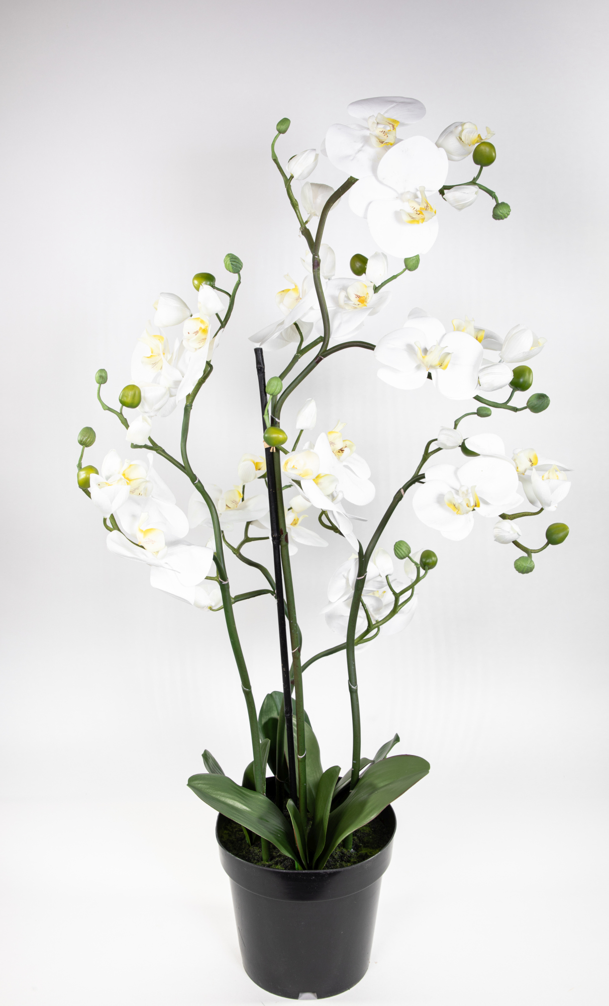 Sumatra Orchidee Real Touch 100x40cm weiß GA künstliche Phalaenopsis Blumen  Kunstpflanzen Kunstblume